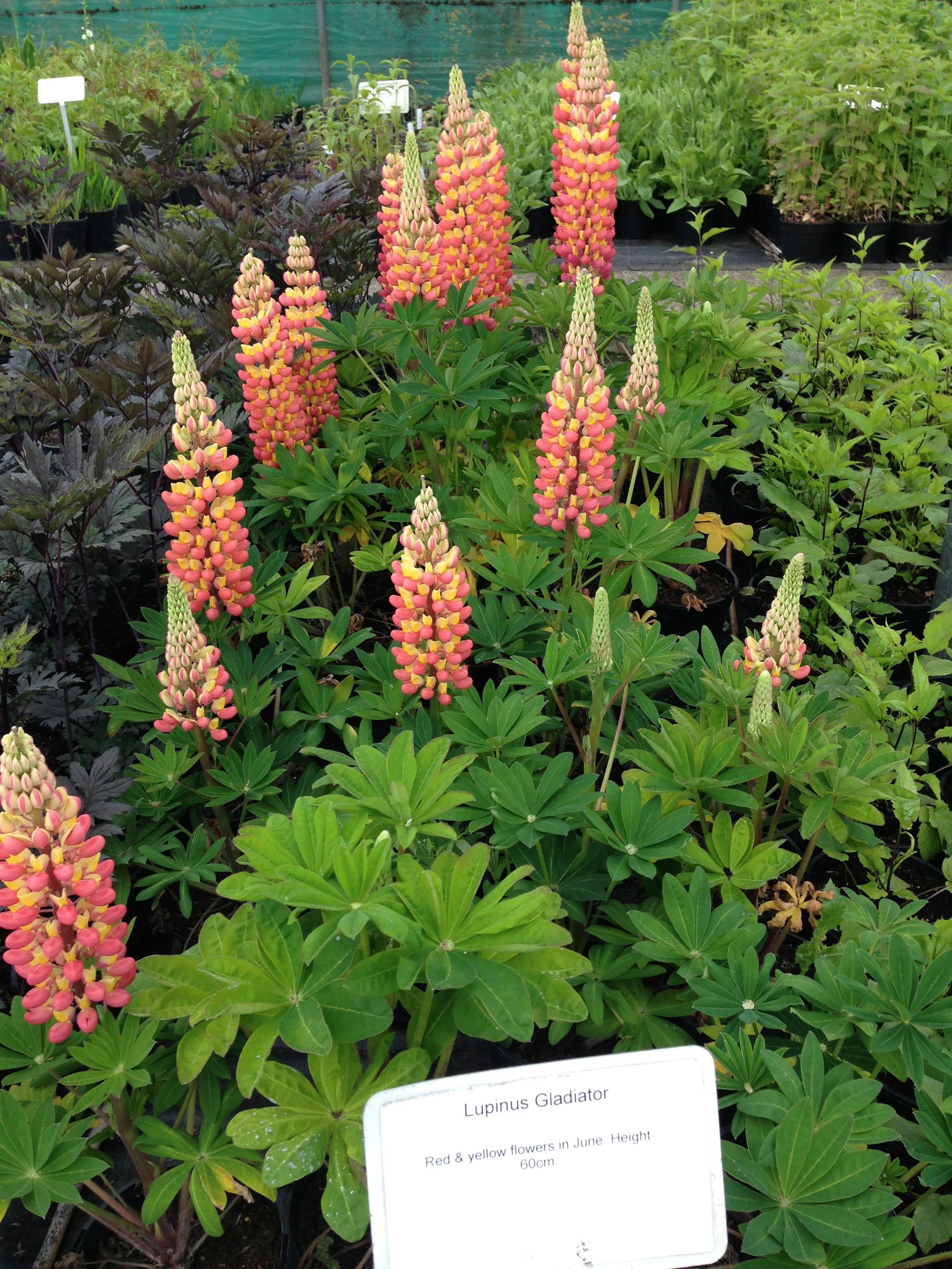 Lupinus Apricot Yellow